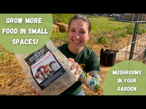 Estou cultivando cogumelos no meu jardim! Como e por que estou fazendo isso.