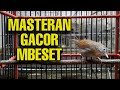 JENGGOT MINI GACOR UNTUK ISIAN MURAI