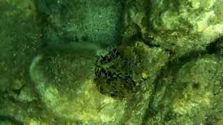 七美漁業資源保育區-0515水下調查