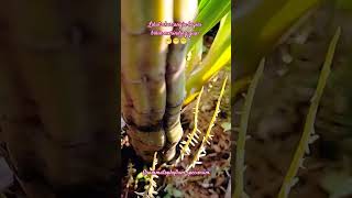 Download lagu Akar anggrek macan #orchid #anggrek #anggrekspecies #grammatophyllum mp3