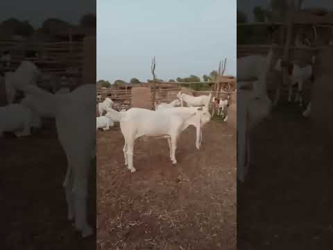 For eid ul azah 2k24