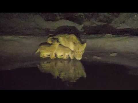 July 8 Djuma Waterhole Cam Nkuhuma Lioness and 3 Cubs