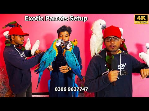 Azeem Exotic Birds and Parrots Setup 2026 Karachi | Unique and Rare Parrots