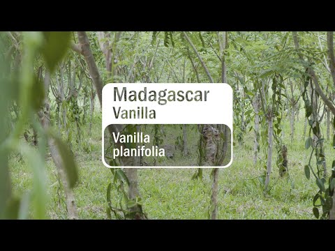 , title : 'doTERRA Madagascar Vanilla (Translated Subtitles)'