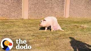 Pig Stops Highway Traffic To Save Her Own Life | The Dodo