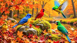 🍂 Relaxing Piano & Birdsongs | Cozy Autumn Garden for Relaxation, Focus & Study