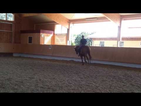 8. jähr. Vollblutwallach v. Sholokhov