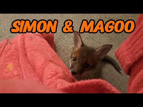 These two 😍 #wildlife #fox #cuteanimals #viral #fyp #vlog #mylife #cute