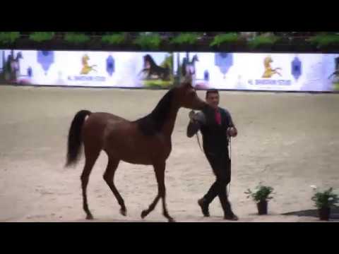 Memories of Paris 2018 - World Championships - Part 1 - Yearling  Female - AJ Samara