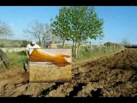 Cio da Terra - Milton Nascimento e Pena Branca e Xavantinho - Clássico da M.P.B.