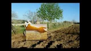 Cio da Terra - Milton Nascimento e Pena Branca e Xavantinho - Clássico da M.P.B.