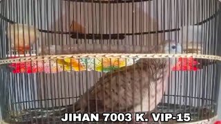 Download lagu SUARA ANAK PERKUTUT KANDANG VIP 15 RING JIHAN BIRD FARM PASURUAN mp3