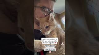 Saying Goodbye to My Cat of 17 Years #unconditionallove #cats #catdad #gaycatdad