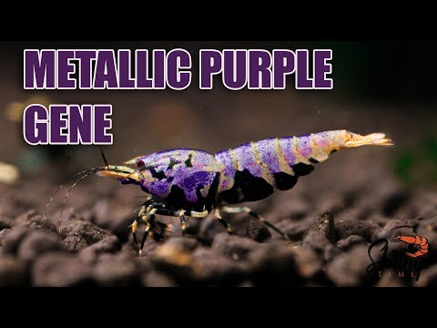 SHRIMP GENETICS - selective breeding caridina shrimps