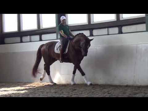 Gelding 2013 by Floriscount