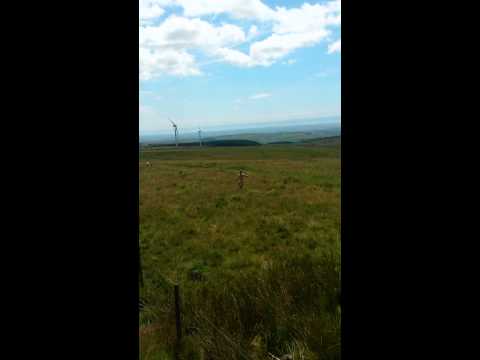 , title : 'Crazy Welsh man chasing sheep'