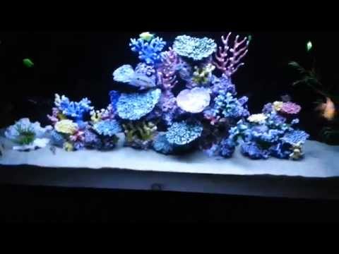 Freshwater Fish Aquarium with Artificial Coral Reef Tank Decorations