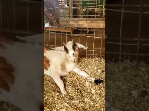 massaging baby goat