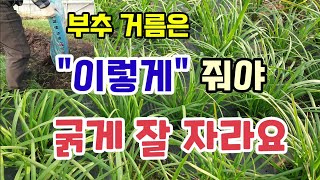 부추 밑거름추비는 이렇게 줘야 굵게 잘 자라요 부추 굵게 키우는법 부추키우기 부추추비방법