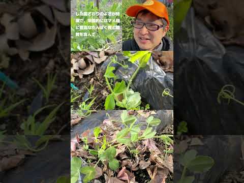 園芸 サヤエンドウ、菜園からキッチンまで