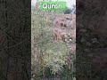 Surat Al Anaam 74 77 Al Quran