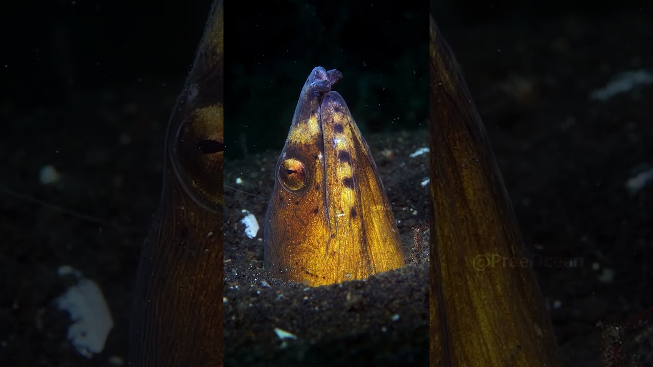 Snake eel symbiotic cleaner shrimp mutualism explained – Fast Facts and Field Notes
