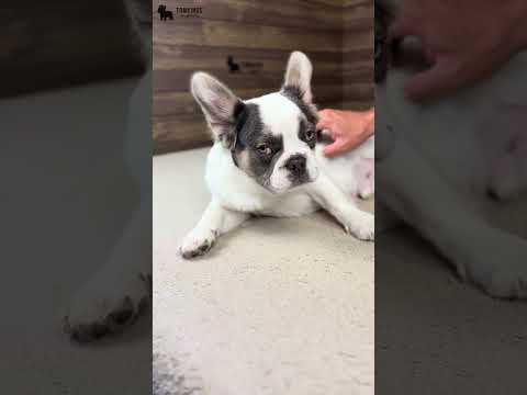 Video 1