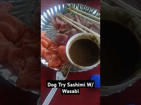 Dog Want To Try Tuna Sashimi With Wasabi