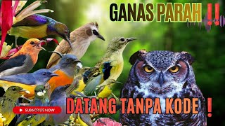Download lagu Suara Pikat Burung Kecil II Kombinasi Burung Kejepit Terbaru 2026. mp3 Download lagu Suara Pikat Burung Kecil II Kombinasi Burung Kejepit Terbaru 2026. mp3