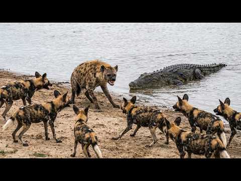 Hyena Trapped Between Land Fury and River Ambush