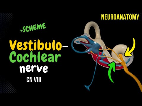 CN 8: Vestibulocochlear Nerve (Scheme, Inner Ear, Pathway) | Neuroanatomy