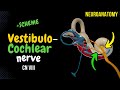 CN 8 Vestibulocochlear Nerve Scheme Inner Ear Pathway Neuroanatomy