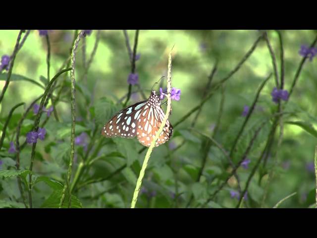 Film for Purple Butterfly -2015.12.08