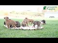 Boxer dogs for sale: Baldwin - Video 1