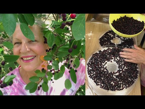 SUŠENÝ MUCHOVNÍK alá rozinky - s citronovou kůrou a hřebíčkem - vitamínová bomba na zimu