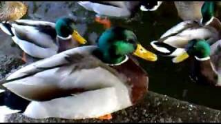 preview picture of video 'Duck Feeding Frenzy!'