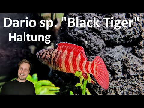 Filterless Aquascape - The Fish Are Moving In! DARIO SP. "BLACK TIGER" Housing