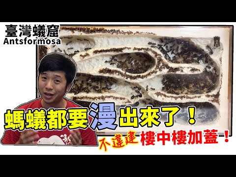 螞蟻的窩