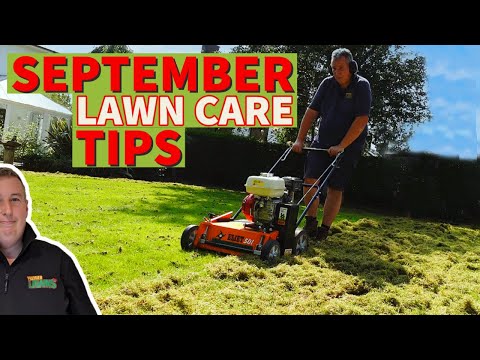 Late summer lawn renovation | back to basics