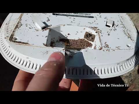Formigas Invadiram o Roteador Wi-fi