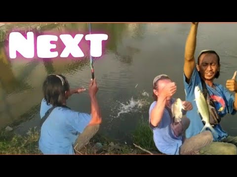 Empang babeh arifin ikan Bandeng dan MuJaer #Marunda