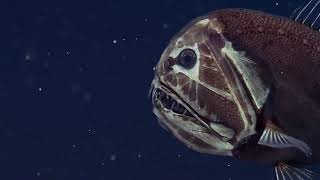 Mariana Trench - David Attenborough&#39;s Documentary on the Deepest Sea Floor