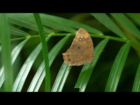 Sanctuary Studio, Sanctuary in the Pocket