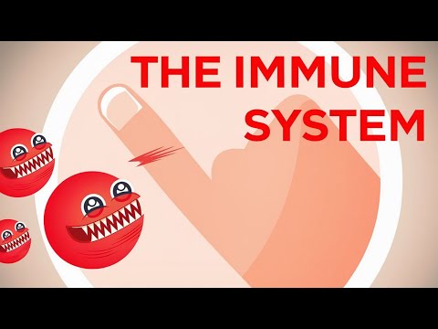 The Immune System Explained I – Bacteria Infection