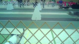 Dog loves to watch Flyball