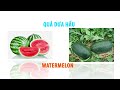 35 TÊN GỌI CÁC LOẠI TRÁI CÂY CHO BÉ LEARNING NAME FRUIT FOR KIDS ENGLISH NAME FRUIT FOR BAB