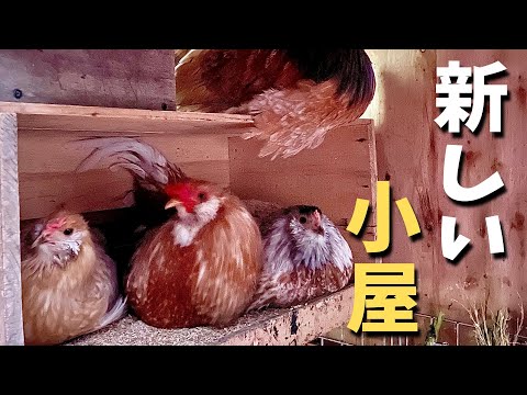 鶏小屋で珪藻土を使用するにはどうすればよいですか?利点と使用方法  庭園