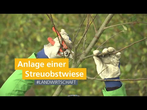Anlage einer Streuobstwiese im Fortbildungskurs zum Geprüften Natur- und Landschaftspfleger (m/w/d)