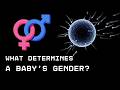 What Determines A Baby S Gender Unraveling The Science Of Sex Determination