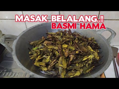 inpo-goreng-walang-geden